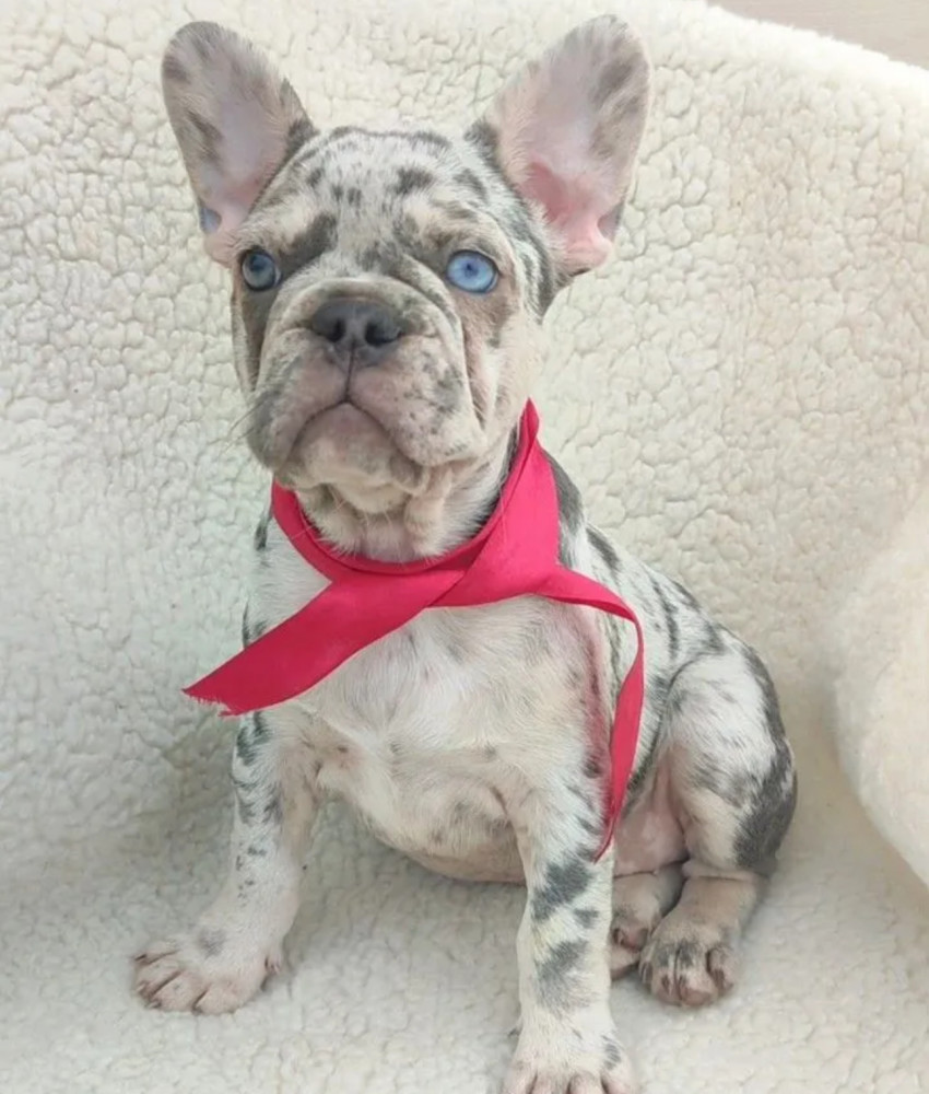 French Bulldog Puppy for Sale in California (CA)