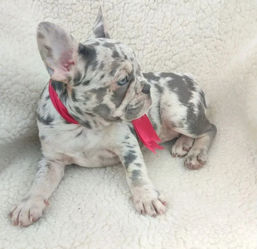 French Bulldog Puppy for Sale in California (CA)