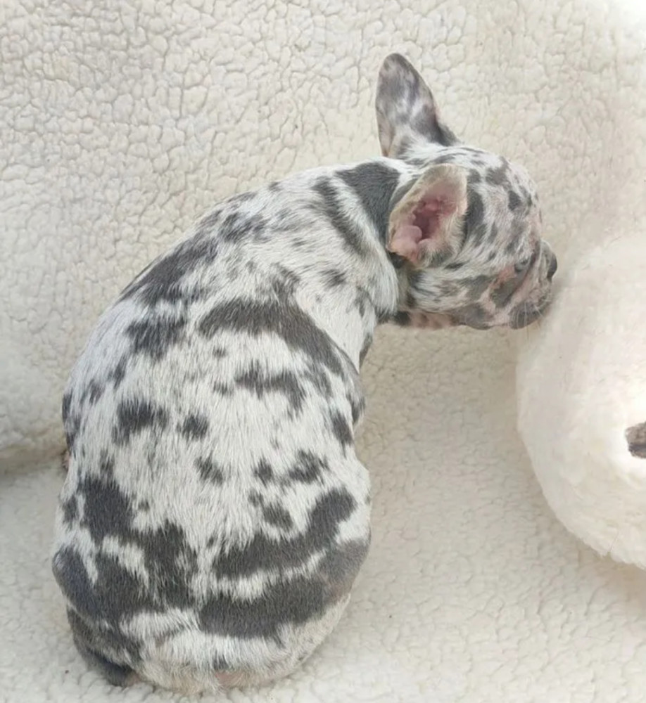 French Bulldog Puppy for Sale in California (CA)