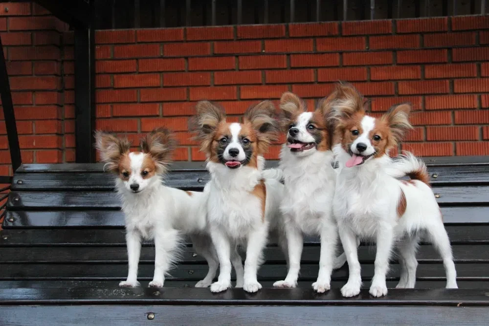 Papillon's best dog kennel in Florida