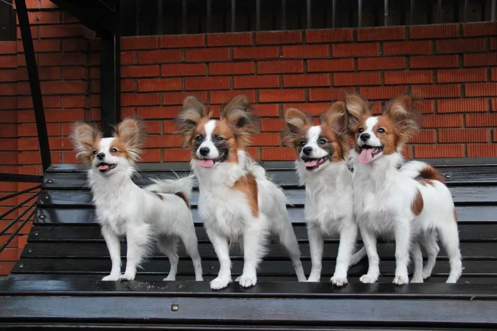 Papillon's best dog kennel in Florida
