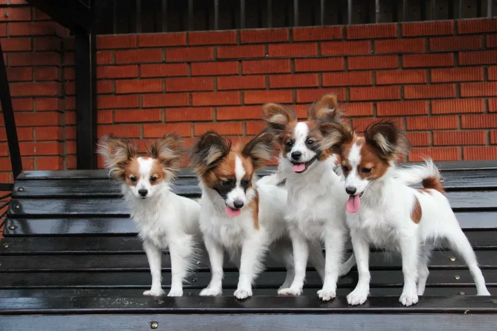 Papillon's best dog kennel in Florida