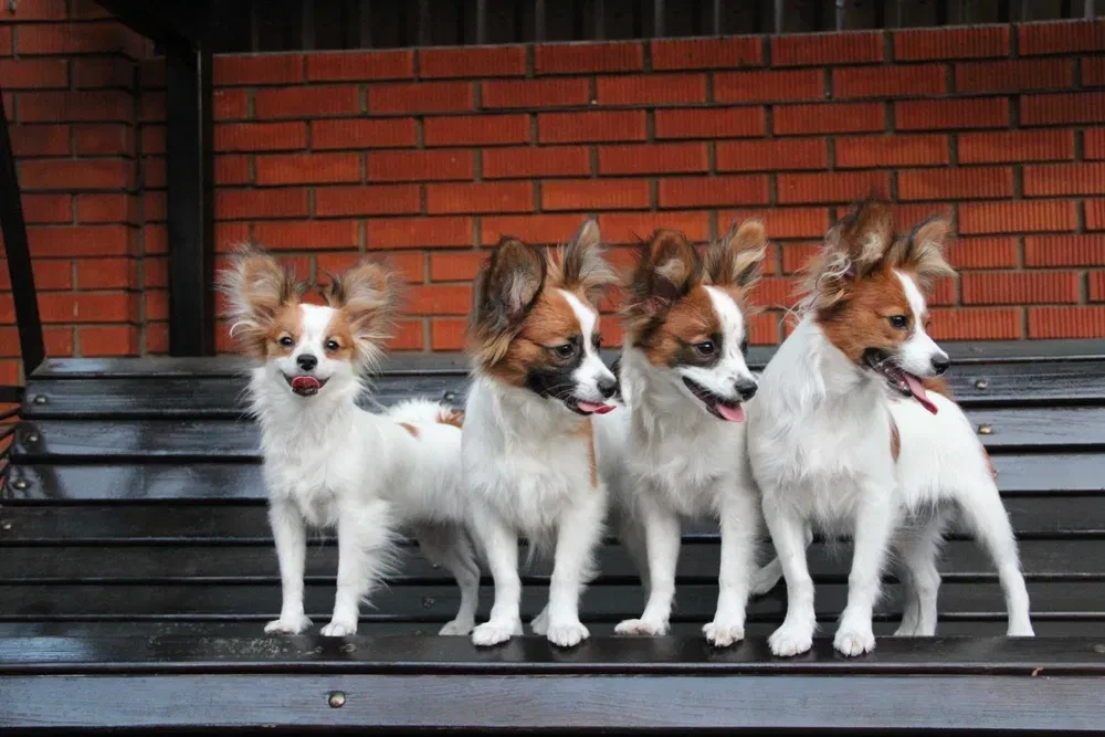 Papillon's best dog kennel in Florida