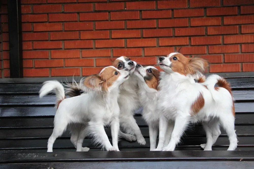 Papillon's best dog kennel in Florida