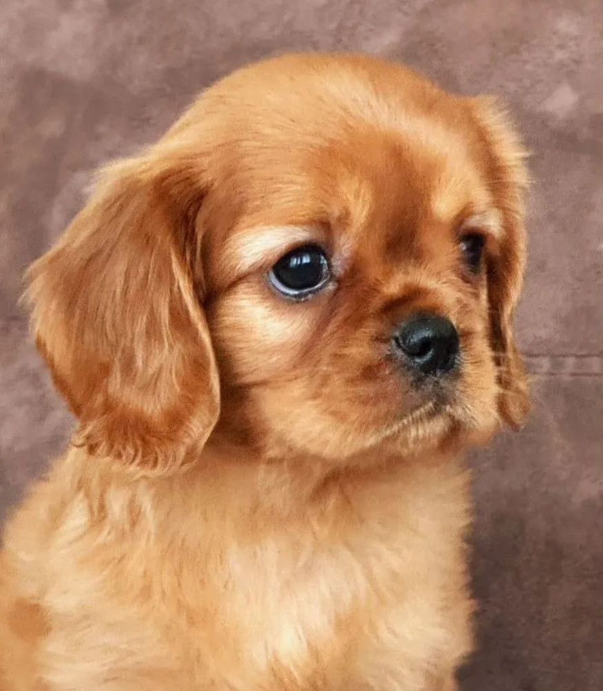 Cavalier King Charles Spaniel Girl for Sale, 12 Weeks Old in Manhattan (NY)