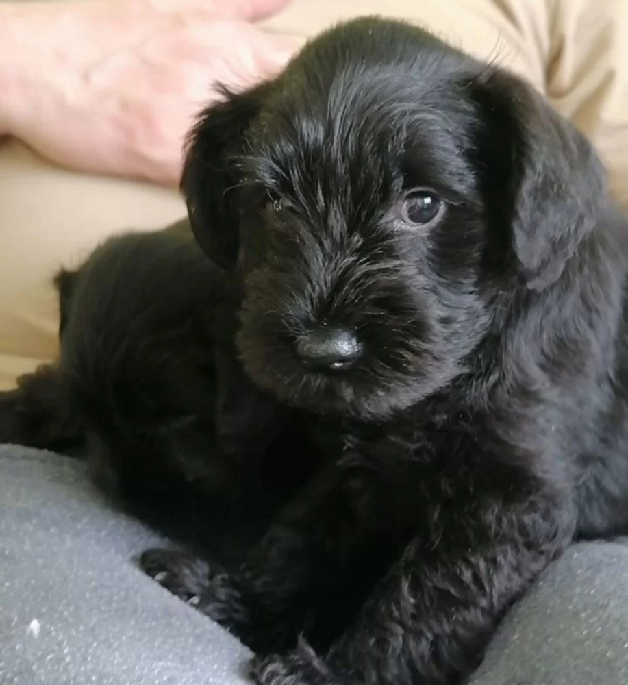 Schnauzer Brother and Sister Looking for a Home in New York