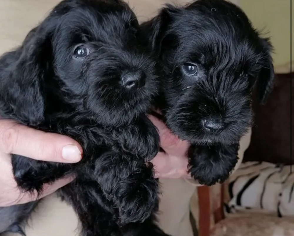Schnauzer Brother and Sister Looking for a Home in New York