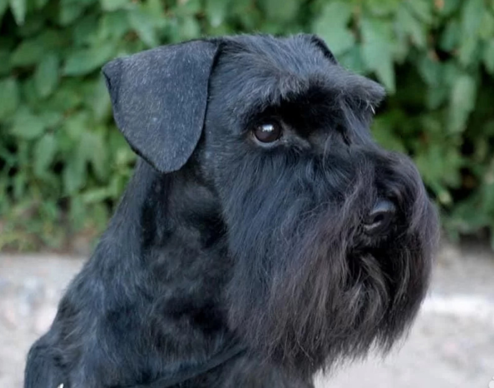 Schnauzer Brother and Sister Looking for a Home in New York