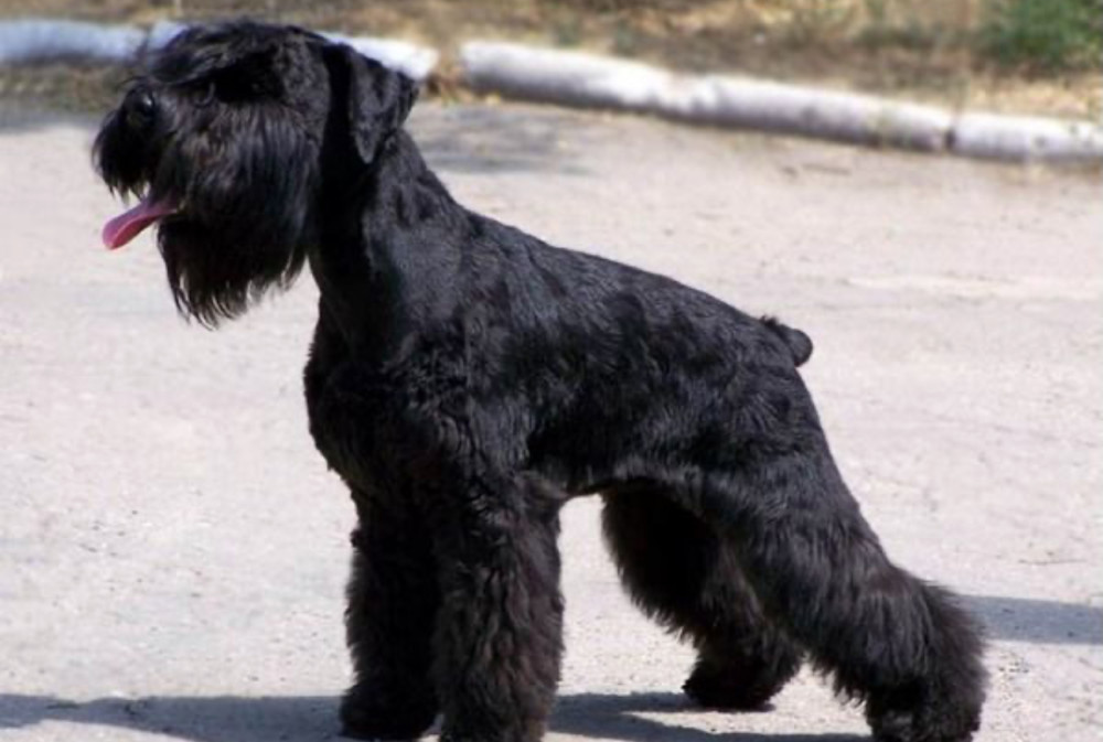 Schnauzer Brother and Sister Looking for a Home in New York