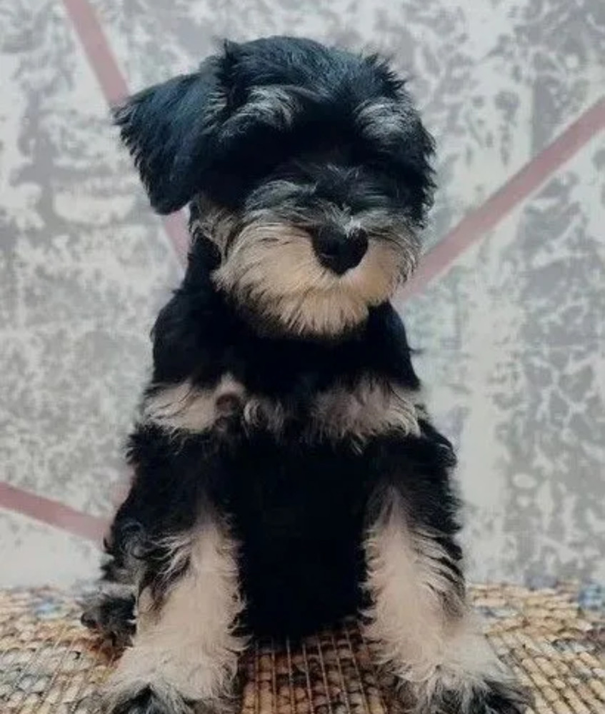 Standard Schnauzer Boy for Sale in New York