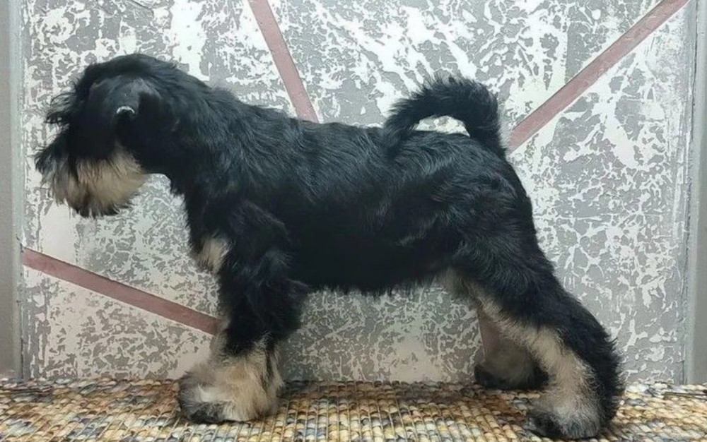 Standard Schnauzer Boy for Sale in New York