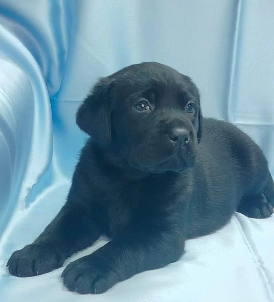 Labrador Retriever Puppies for Sale in California (CA)