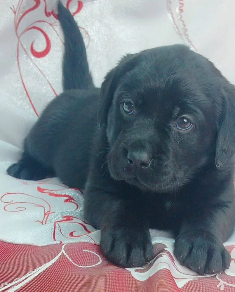 Labrador Retriever Puppies for Sale in California (CA)