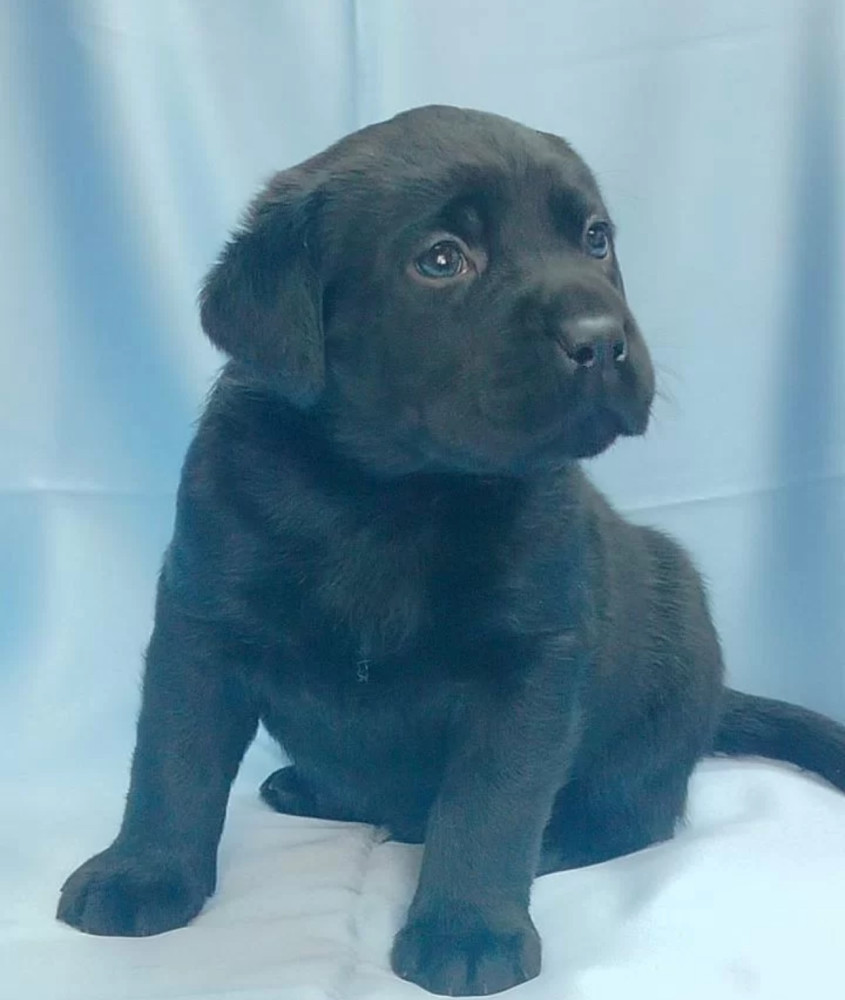 Labrador Retriever Puppies for Sale in California (CA)