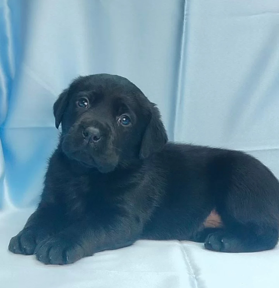 Labrador Retriever Puppies for Sale in California (CA)