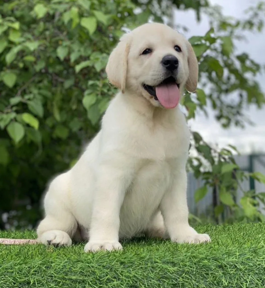 Labrador Retriever Puppies for Sale in Arizona (AZ)