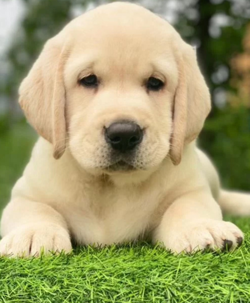 Labrador Retriever Puppies for Sale in Arizona (AZ)