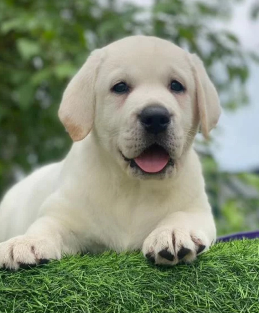 Labrador Retriever Puppies for Sale in Arizona (AZ)