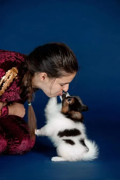 Papillon Puppies for Sale!