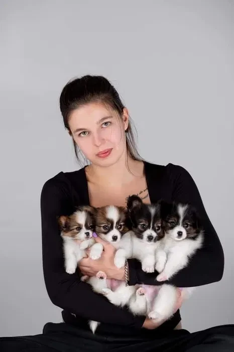 Papillon Puppies for Sale!
