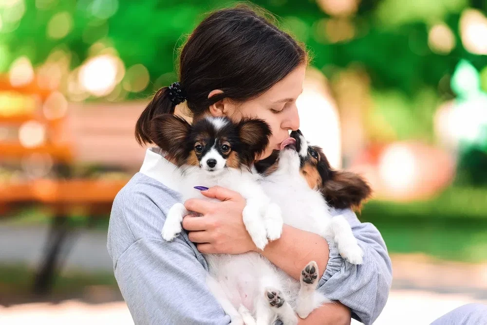 Papillon Puppies for Sale!