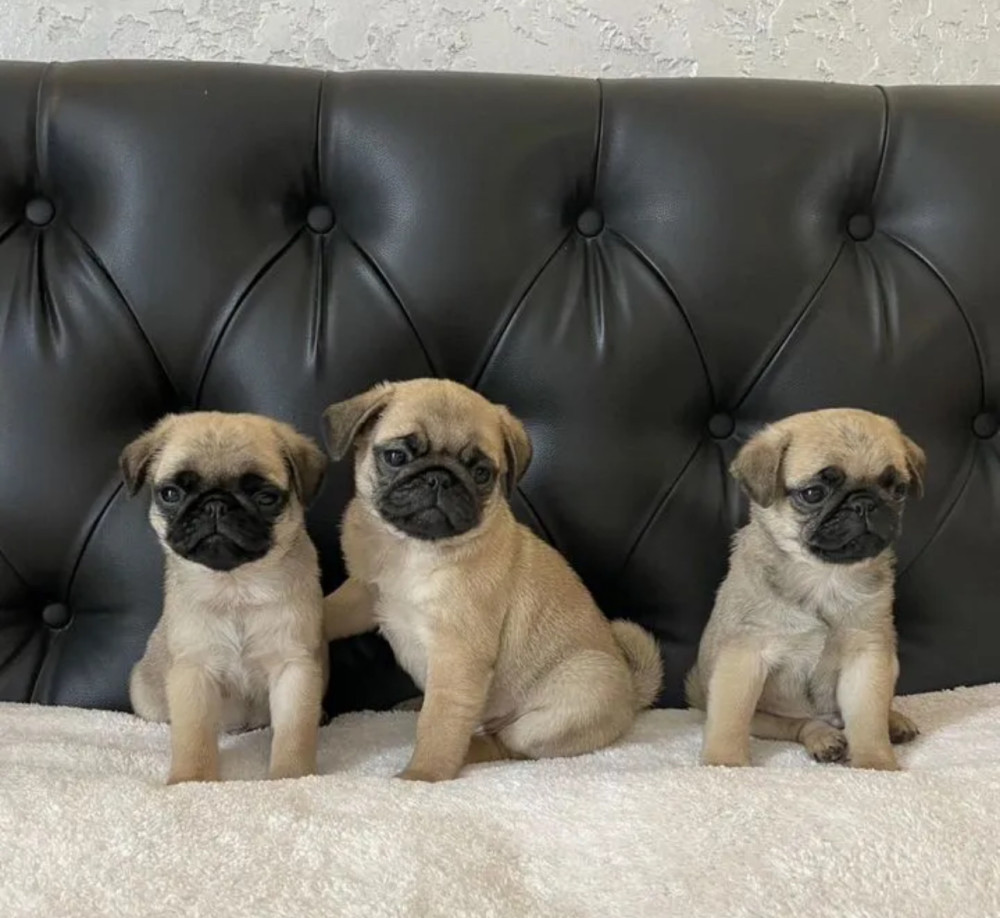 Pug Puppies for Sale in Illinois (IL)