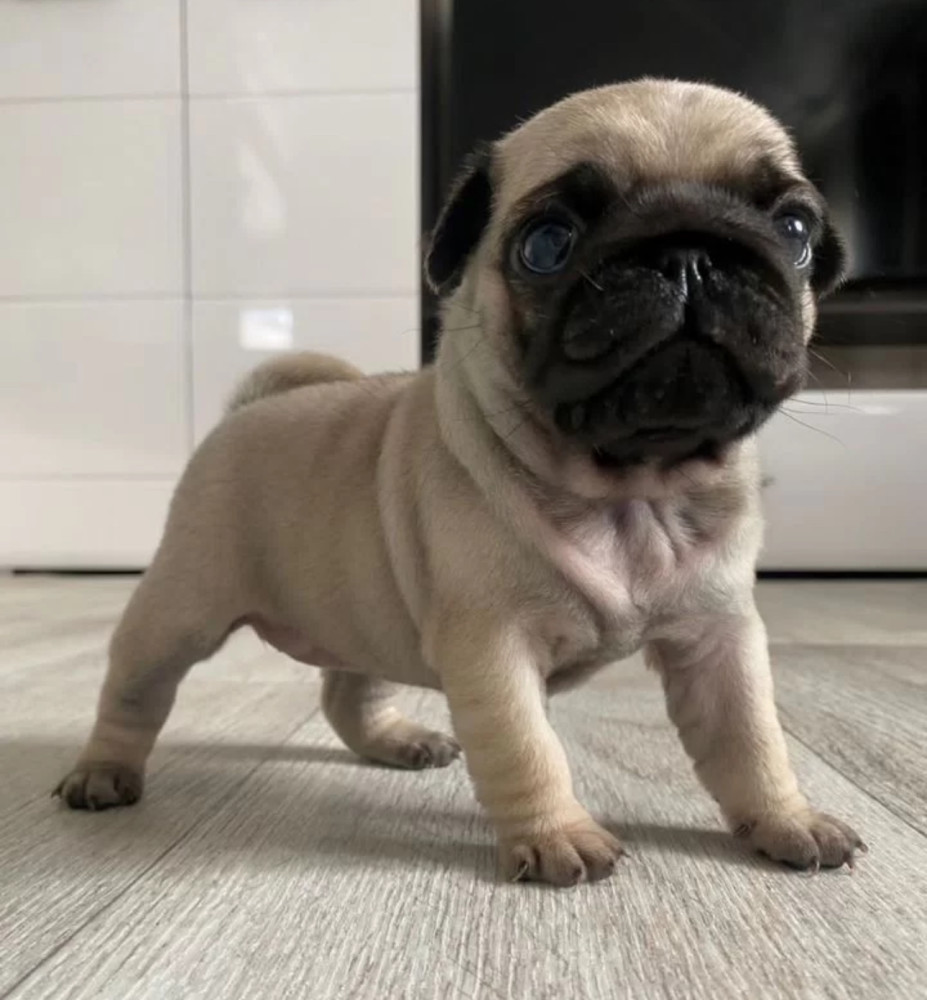 Pug Female Puppy for Sale in New York (NY)