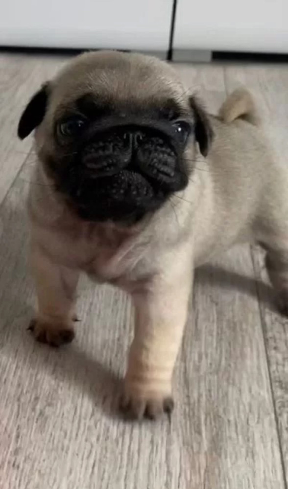 Pug Female Puppy for Sale in New York (NY)