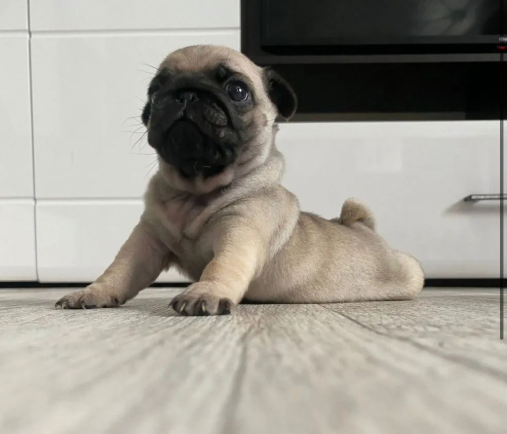 Pug Female Puppy for Sale in New York (NY)