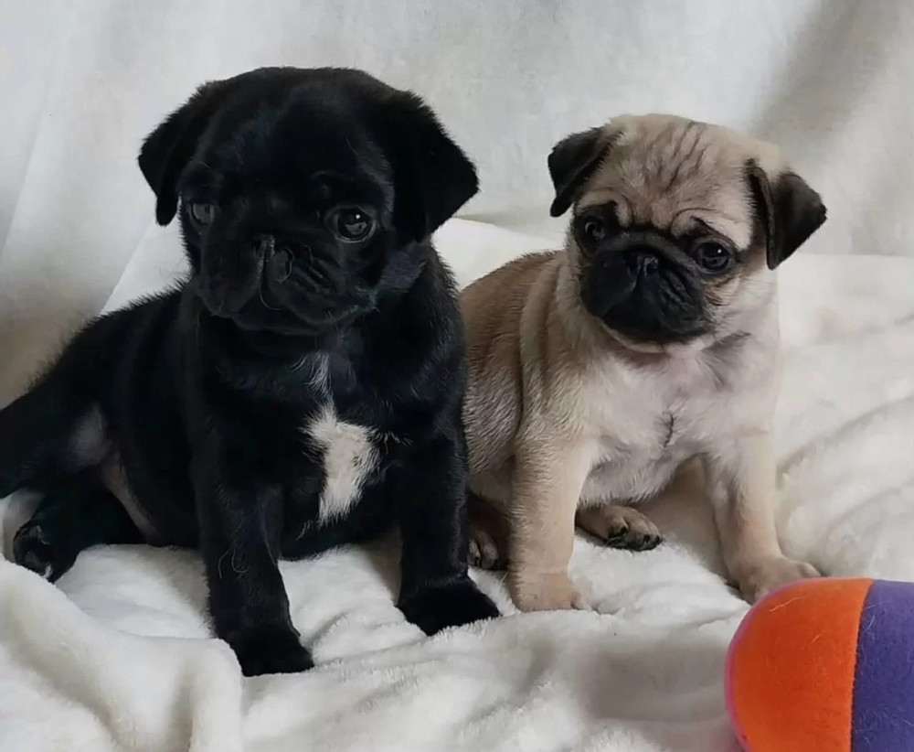 Pug Male and Female Puppies for Sale in California (CA)