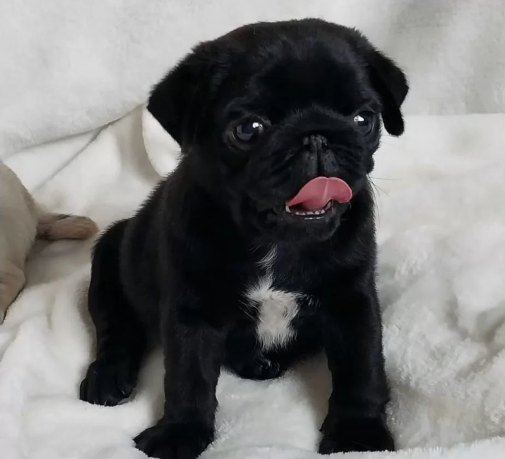 Pug Male and Female Puppies for Sale in California (CA)