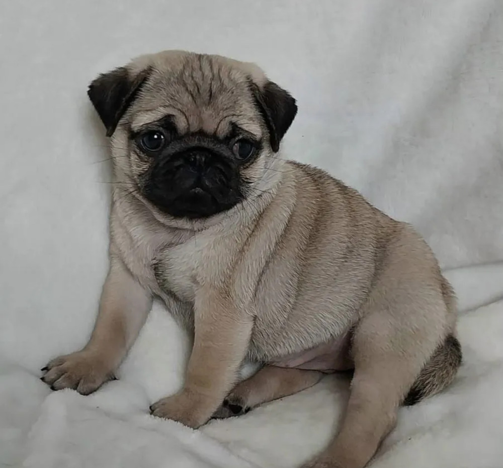 Pug Male and Female Puppies for Sale in California (CA)