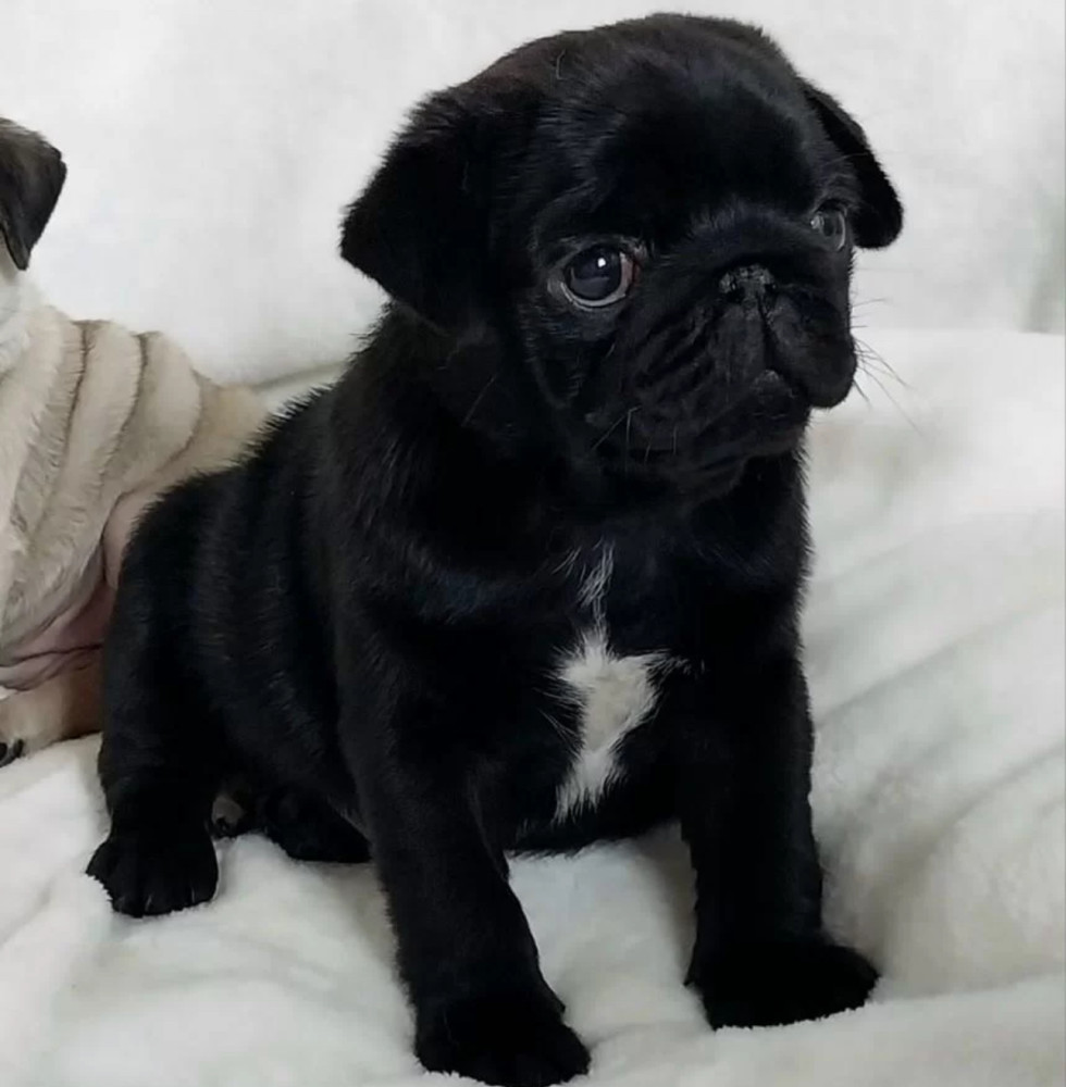 Pug Male and Female Puppies for Sale in California (CA)