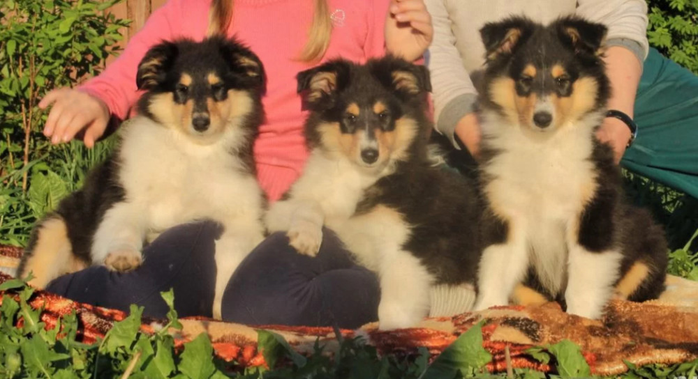 Collie Puppies for Sale in Alabama (AL)