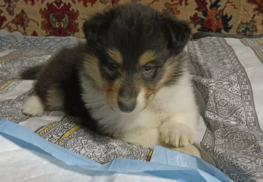 Collie Puppies for Sale in Alabama (AL)