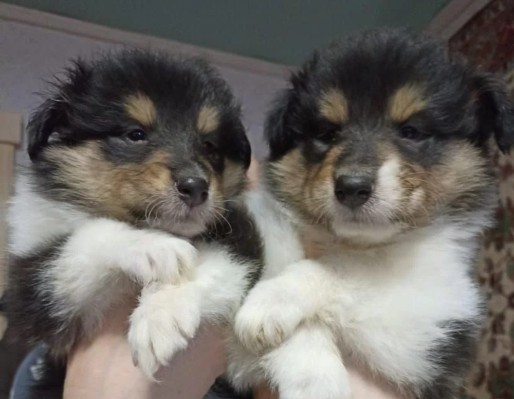 Collie Puppies for Sale in Alabama (AL)