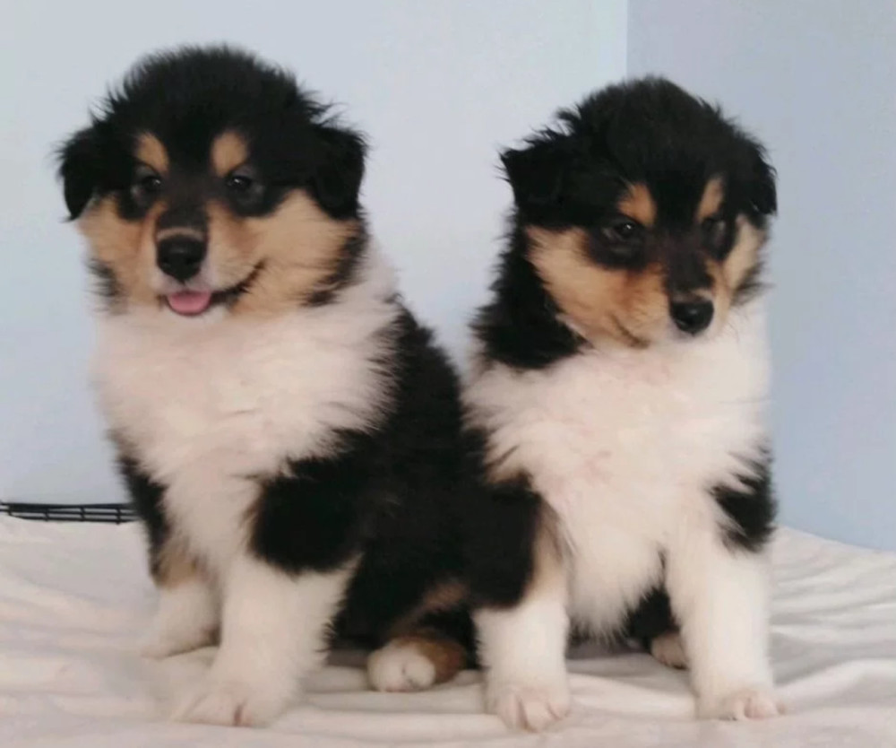 Rough Collie Puppies for Sale in Florida (FL)