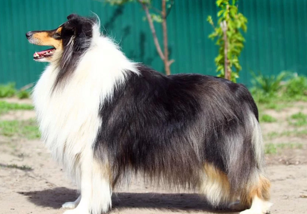 Rough Collie Puppies for Sale in Florida (FL)