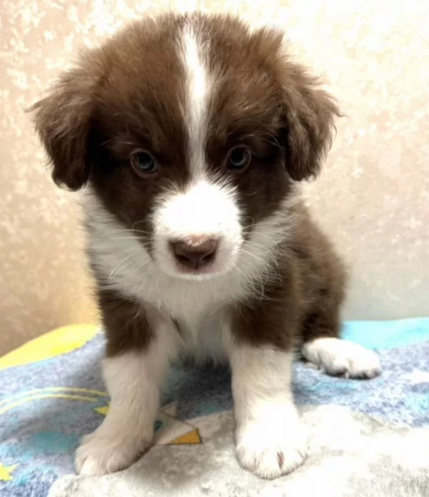 Smooth Collie Puppy for Sale in California (CA)