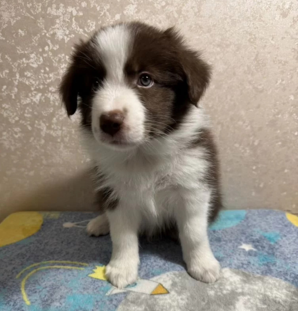 Smooth Collie Puppy for Sale in California (CA)