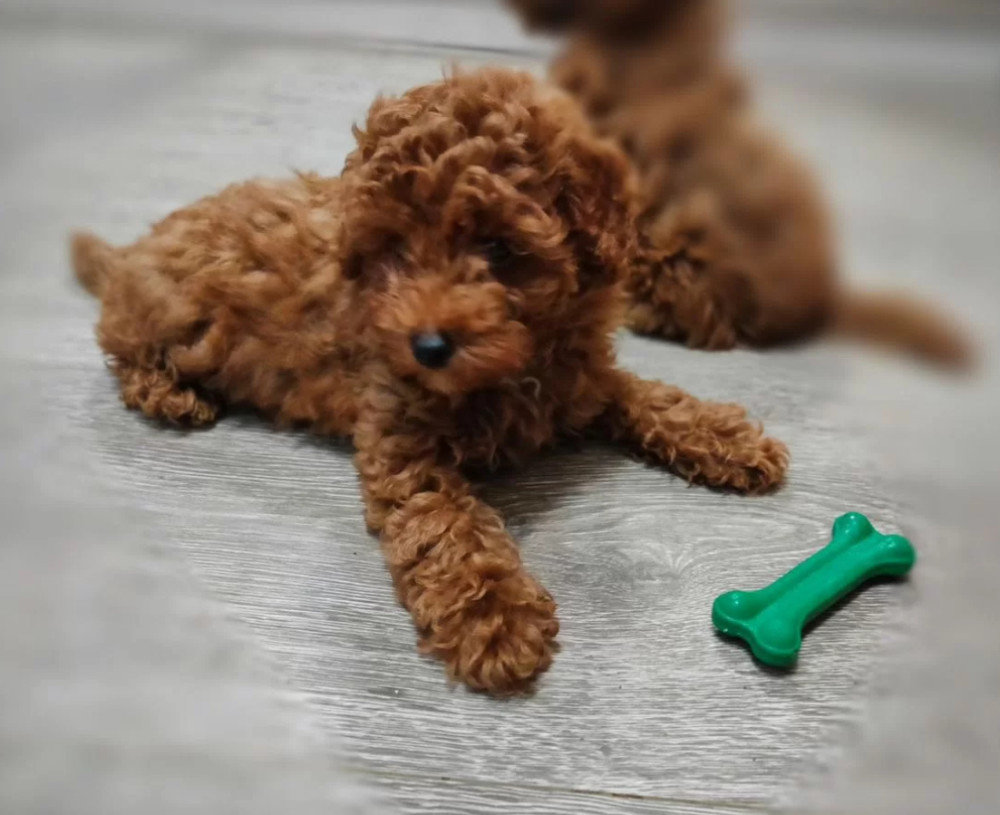 Miniature Poodle Puppies for Sale in Texas (TX)