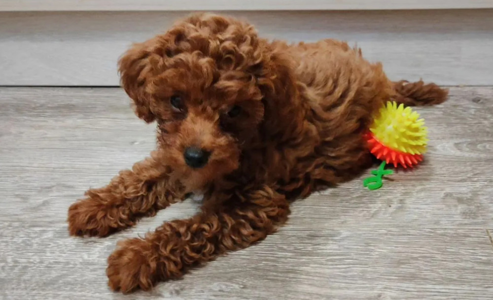 Miniature Poodle Puppies for Sale in Texas (TX)