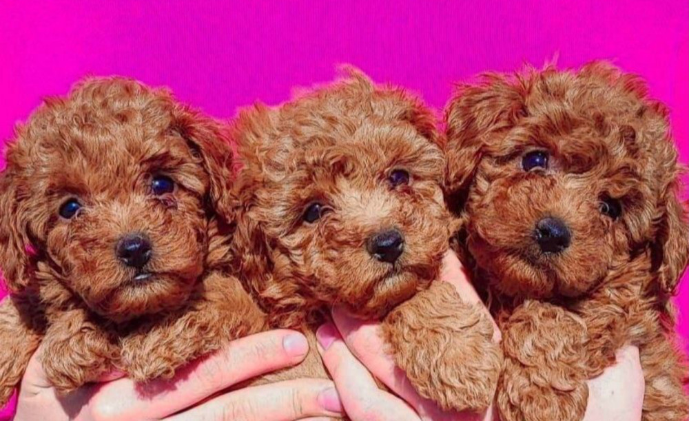 Poodle Puppies for Sale in North Dakota (ND)