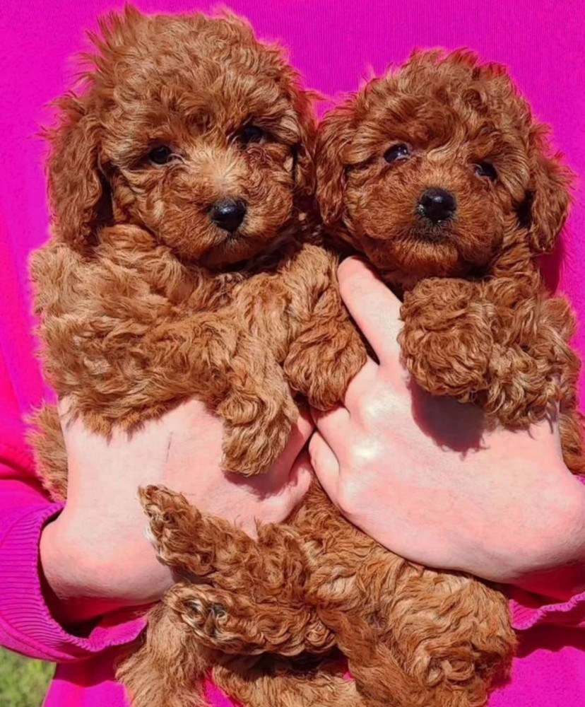 Poodle Puppies for Sale in North Dakota (ND)