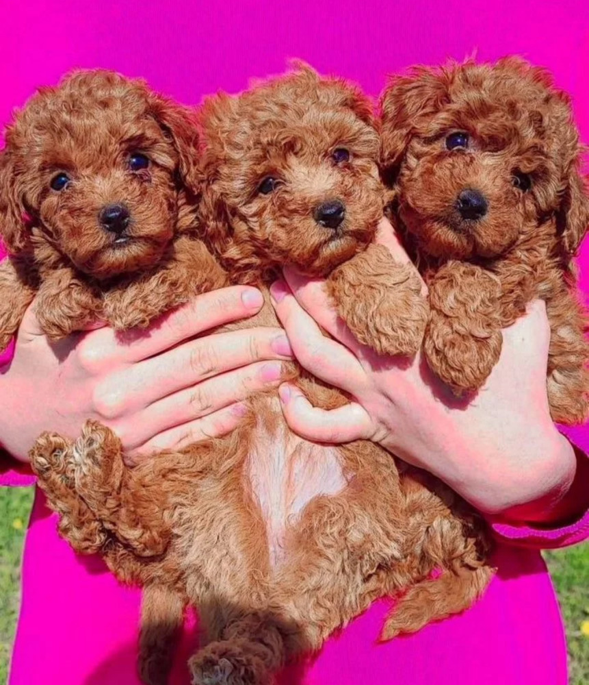 Poodle Puppies for Sale in North Dakota (ND)