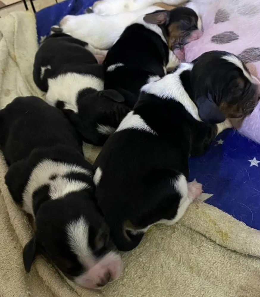 Basset Hound Puppies for Sale in Pennsylvania (PA)