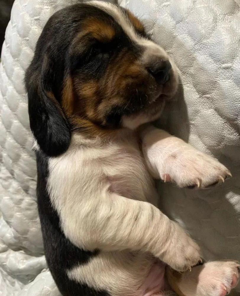Basset Hound Puppies for Sale in Pennsylvania (PA)