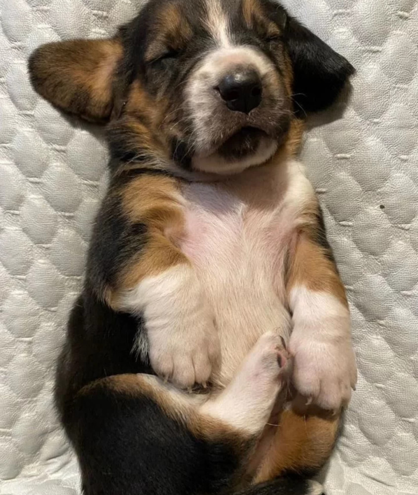 Basset Hound Puppies for Sale in Pennsylvania (PA)