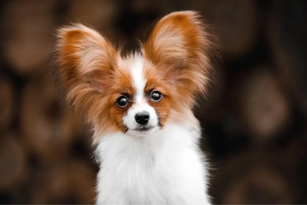 Luxurious Papillon Puppies from Our Professional Kennel!