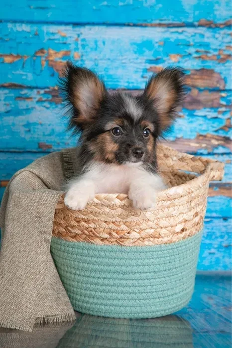 Luxurious Papillon Puppies from Our Professional Kennel!
